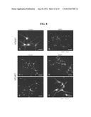 Generation of Functional Basal Forebrain Cholinergic Neurons From Stem     Cells diagram and image