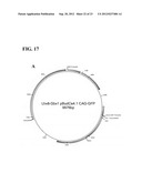 Generation of Functional Basal Forebrain Cholinergic Neurons From Stem     Cells diagram and image