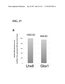 Generation of Functional Basal Forebrain Cholinergic Neurons From Stem     Cells diagram and image