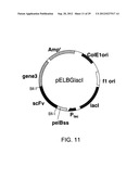 Antibody Substituting for Function of Blood Coagulation Factor VIII diagram and image