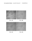 ANTIBIOTIC DRUG DELIVERY AND POTENTIATION diagram and image