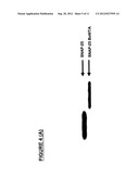 METHODS FOR IDENTIFYING INHIBITORS OF BOTULINUM NEUROTOXINS diagram and image