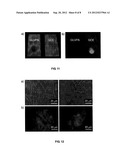 LUMINOGEN COMPOUNDS AND THE USE OF THE SAME FOR BIOSENSING AND CELLULAR     IMAGING diagram and image