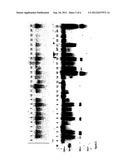 MAMMALIAN-TYPE GLYCOSYLATION IN PLANTS diagram and image