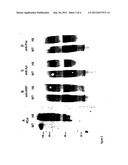 MAMMALIAN-TYPE GLYCOSYLATION IN PLANTS diagram and image