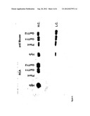 MAMMALIAN-TYPE GLYCOSYLATION IN PLANTS diagram and image