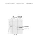 PRODUCTION OF GLYCOPROTEINS WITH REDUCED O-GLYCOSYLATION diagram and image