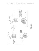 Activatable Binding Polypeptides and Methods of Identification and Use     Thereof diagram and image