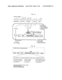 METHOD FOR SCREENING AND QUANTIFYING VARIOUS ENZYME ACTIVITIES USING A     GENETIC ENZYME SCREENING SYSTEM diagram and image