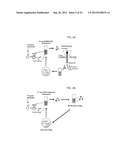 METHOD FOR SCREENING AND QUANTIFYING VARIOUS ENZYME ACTIVITIES USING A     GENETIC ENZYME SCREENING SYSTEM diagram and image