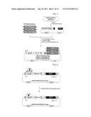 METHOD FOR SCREENING AND QUANTIFYING VARIOUS ENZYME ACTIVITIES USING A     GENETIC ENZYME SCREENING SYSTEM diagram and image