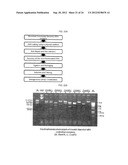 METHOD FOR SCREENING AND QUANTIFYING VARIOUS ENZYME ACTIVITIES USING A     GENETIC ENZYME SCREENING SYSTEM diagram and image