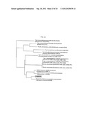 METHOD FOR SCREENING AND QUANTIFYING VARIOUS ENZYME ACTIVITIES USING A     GENETIC ENZYME SCREENING SYSTEM diagram and image