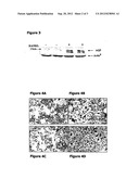 Modulation Of Osteoclast Differentiation diagram and image