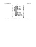 SYNTHETIC BILE ACID COMPOSITIONS AND METHODS diagram and image