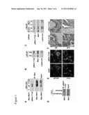 TREATMENT OF CANCER BY TARGETING MOLECULES THAT INFLUENCE MST1/STK4     SIGNALING diagram and image