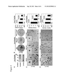 TREATMENT OF CANCER BY TARGETING MOLECULES THAT INFLUENCE MST1/STK4     SIGNALING diagram and image