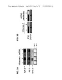 Use of phenylmethimazoles, methimazole derivatives, and tautomeric cyclic     thiones for the treatment of autoimmune/inflammatory diseases associated     with toll-like receptor overexpression diagram and image