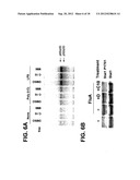 Use of phenylmethimazoles, methimazole derivatives, and tautomeric cyclic     thiones for the treatment of autoimmune/inflammatory diseases associated     with toll-like receptor overexpression diagram and image