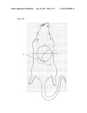 System and Method for Measuring Magnetocardiogram of Small Animal diagram and image