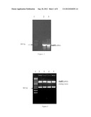 PROTEINS RELATING TO GRAIN SHAPE AND LEAF SHAPE OF RICE, CODING GENES AND     USES THEREOF diagram and image