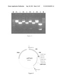 PROTEINS RELATING TO GRAIN SHAPE AND LEAF SHAPE OF RICE, CODING GENES AND     USES THEREOF diagram and image