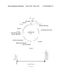 PROTEINS RELATING TO GRAIN SHAPE AND LEAF SHAPE OF RICE, CODING GENES AND     USES THEREOF diagram and image