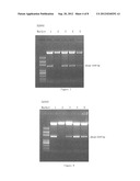 PROTEINS RELATING TO GRAIN SHAPE AND LEAF SHAPE OF RICE, CODING GENES AND     USES THEREOF diagram and image