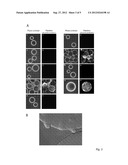 MICROSPHERES OF HYDROLYSED STARCH WITH ENDOGENOUS, CHARGED LIGANDS diagram and image
