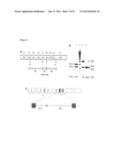 SPLICE VARIANTS OF HUMAN IL-23 RECEPTOR (IL-23R) mRNA AND USE OF A DELTA9     ISOFORM IN PREDICTING INFLAMMATORY BOWEL DISEASES diagram and image