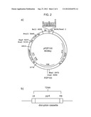 COMPOSITIONS AND METHODS FOR IMPROVED PROTEIN PRODUCTION diagram and image