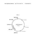 COMPOSITIONS AND METHODS FOR IMPROVED PROTEIN PRODUCTION diagram and image