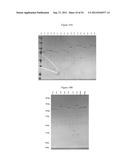 MULTIVALENT HETEROMULTIMER SCAFFOLD DESIGN AND CONSTRUCTS diagram and image