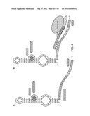 RIBOSWITCH BASED INDUCIBLE GENE EXPRESSION PLATFORM diagram and image