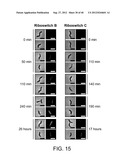 RIBOSWITCH BASED INDUCIBLE GENE EXPRESSION PLATFORM diagram and image