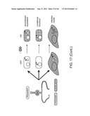 RIBOSWITCH BASED INDUCIBLE GENE EXPRESSION PLATFORM diagram and image