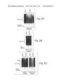 BIGLYCAN AND RELATED THERAPEUTICS AND METHODS OF USE diagram and image