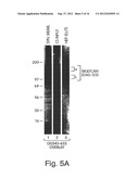 BIGLYCAN AND RELATED THERAPEUTICS AND METHODS OF USE diagram and image