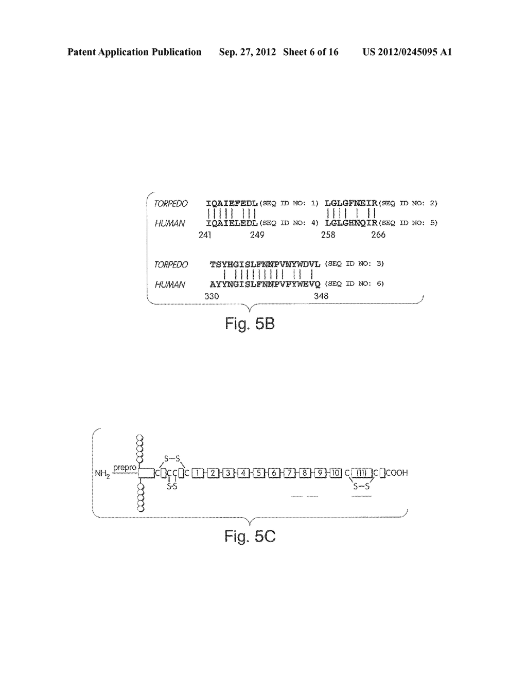 BIGLYCAN AND RELATED THERAPEUTICS AND METHODS OF USE - diagram, schematic, and image 07