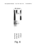 BIGLYCAN AND RELATED THERAPEUTICS AND METHODS OF USE diagram and image