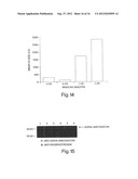 BIGLYCAN AND RELATED THERAPEUTICS AND METHODS OF USE diagram and image