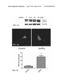 AUTOPHAGY INDUCING COMPOUND AND THE USES THEREOF diagram and image