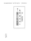 SMALL MOLECULE INHIBITORS OF THE ALPHA4-PAXILLIN INTERACTION diagram and image