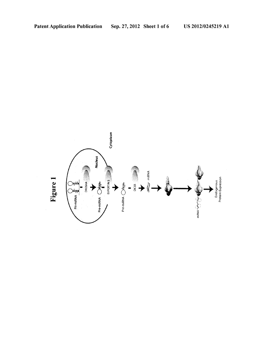 MINOR GROOVE BINDER (MGB)-OLIGONUCLEOTIDE MIRNA ANTAGONISTS - diagram, schematic, and image 02