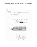 NUCLEIC ACID MOLECULES AND METHODS FOR EXCHANGING EXON(S) BY TRANSSPLICING diagram and image