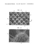 Absorbent Fabric-Creped Cellulosic Web For Tissue And Towel Products diagram and image