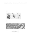 Methods and Compositions Related to Annexin 1-Binding Compounds diagram and image