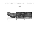 TARGETED DELIVERY OF THERAPEUTIC AGENTS WITH LYOPHILIZED MATRICES diagram and image