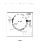 PODOCYTE SPECIFIC ASSAYS AND USES THEREOF diagram and image