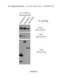 PODOCYTE SPECIFIC ASSAYS AND USES THEREOF diagram and image